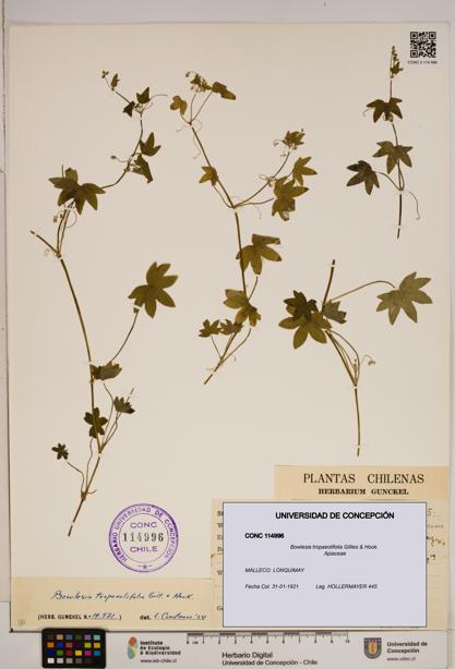 Bowlesia tropaeolifolia [Espécimen: ]