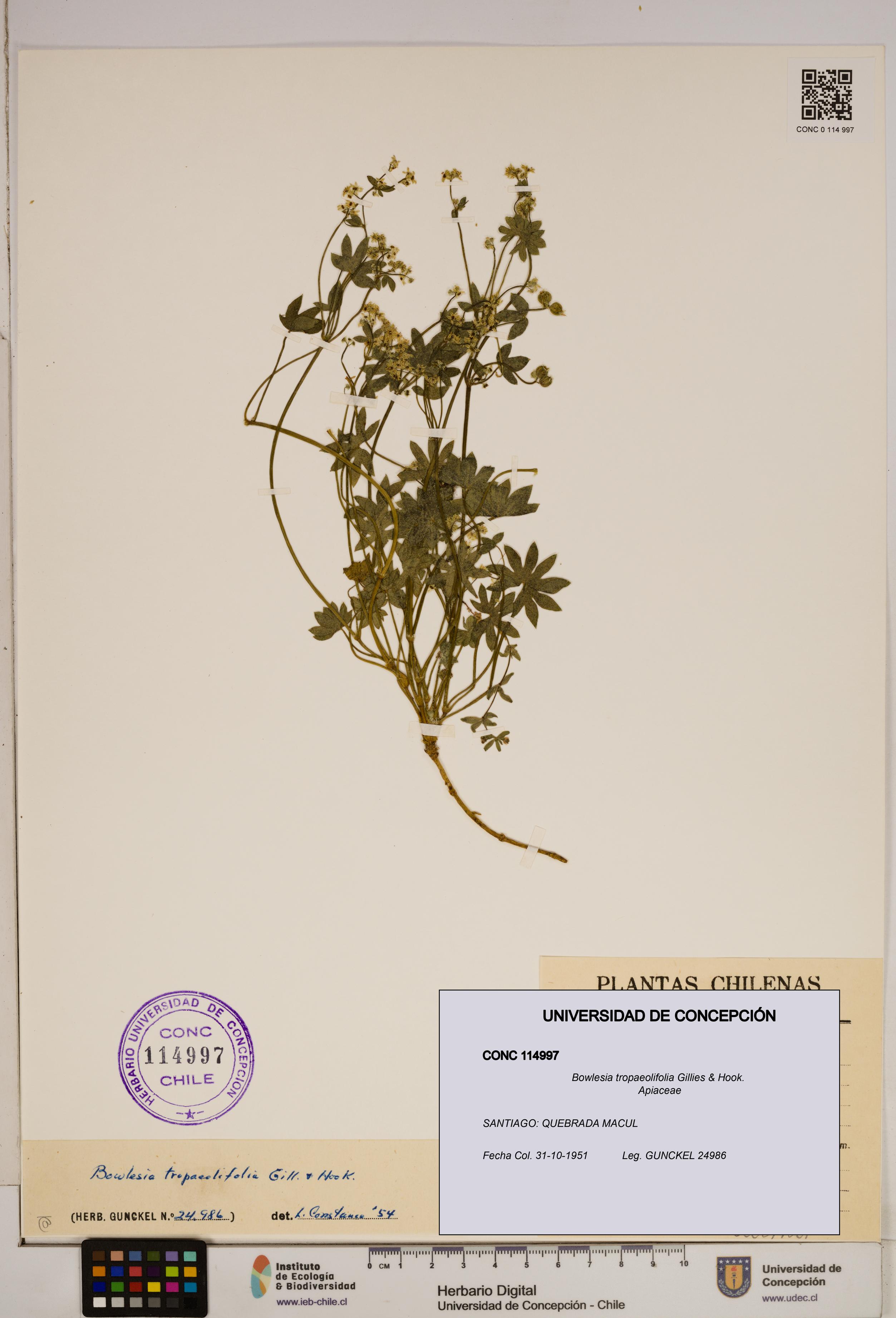 Bowlesia tropaeolifolia [Espécimen: ]