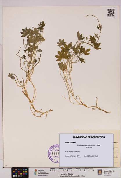 Bowlesia tropaeolifolia [Espécimen: UDEC:CONC:0114999]