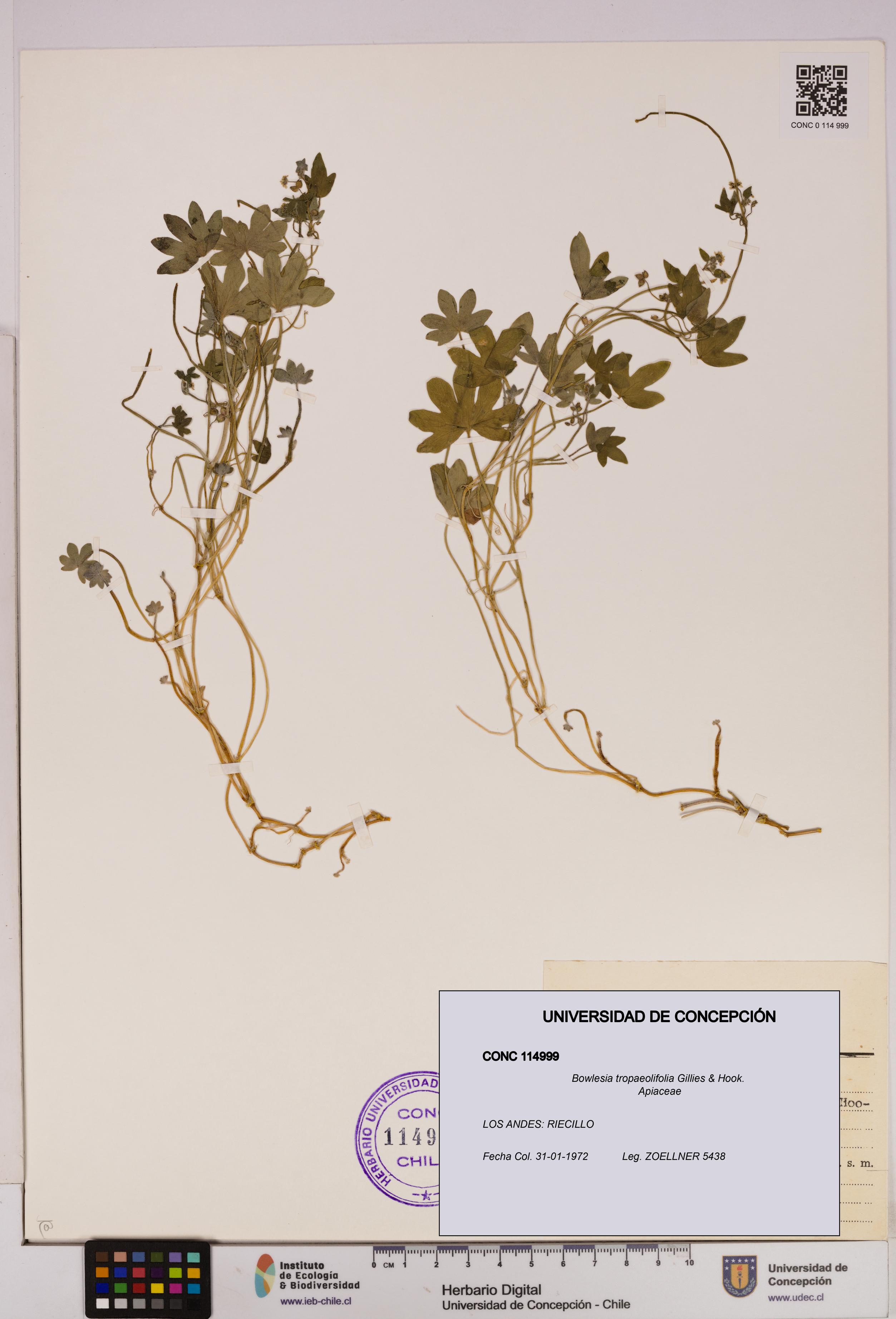 Bowlesia tropaeolifolia [Espécimen: UDEC:CONC:0114999]