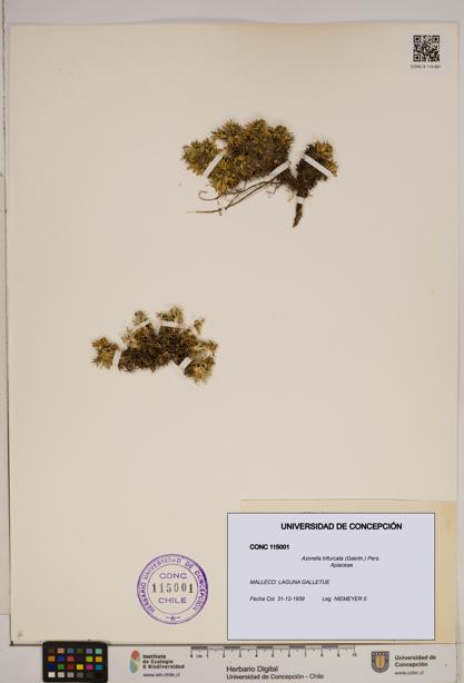 Azorella trifurcata [Espécimen: ]