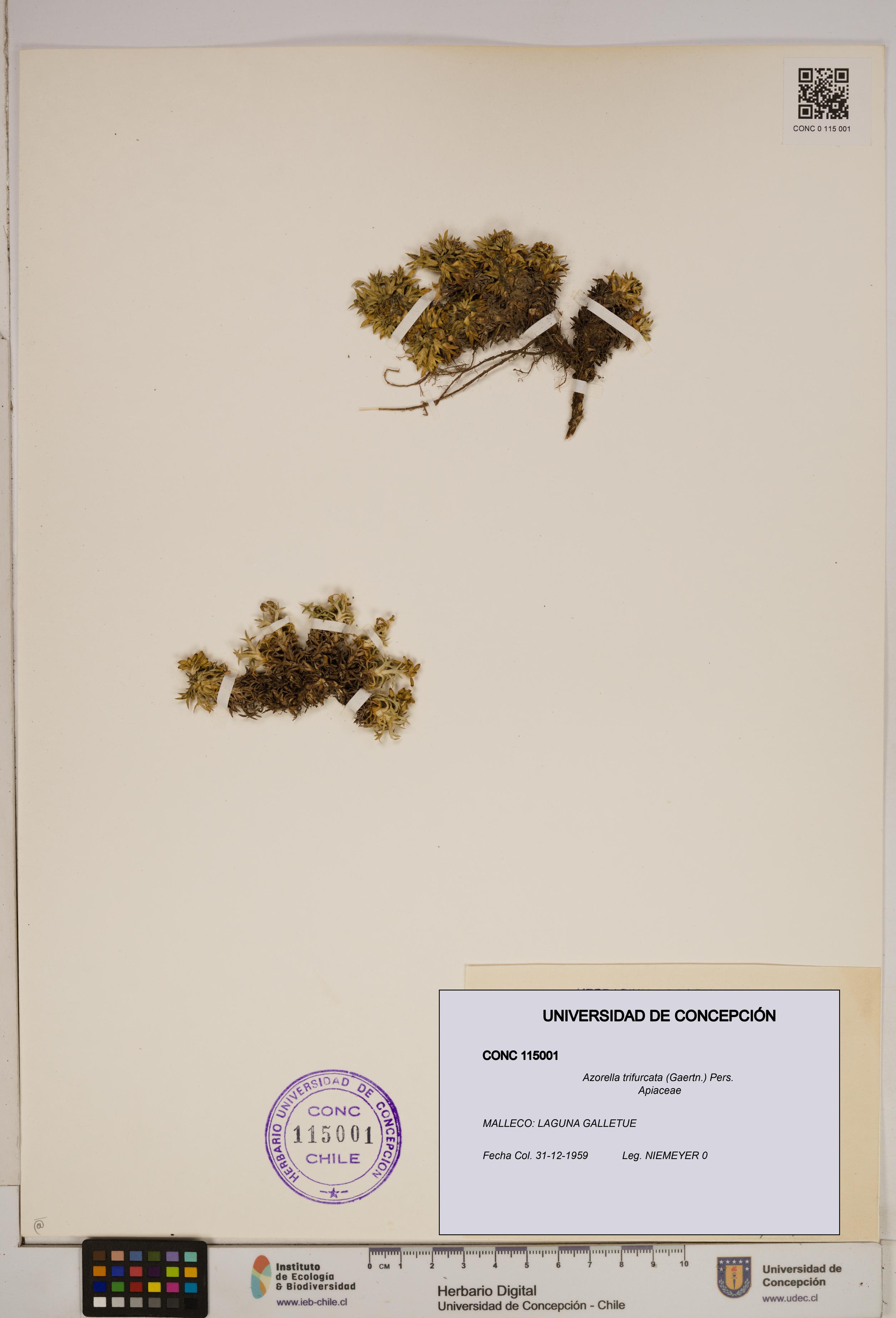 Azorella trifurcata [Espécimen: ]