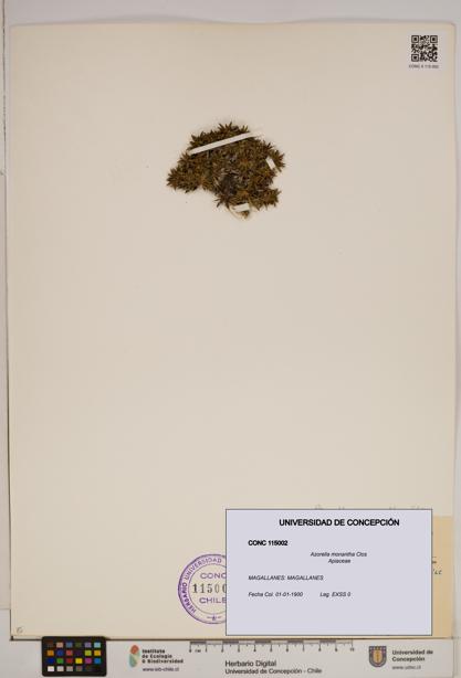 Azorella monantha [Espécimen: ]