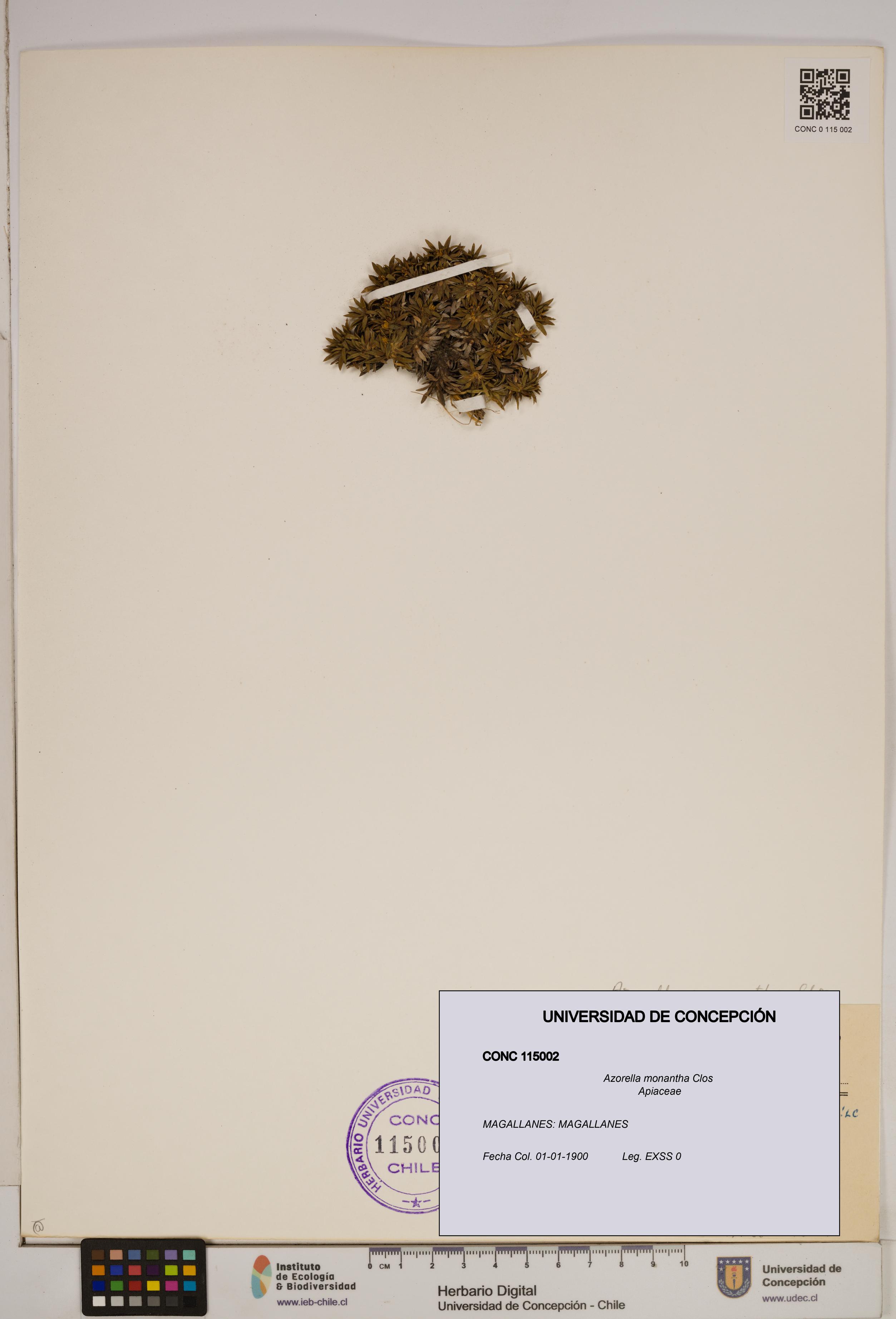 Azorella monantha [Espécimen: ]