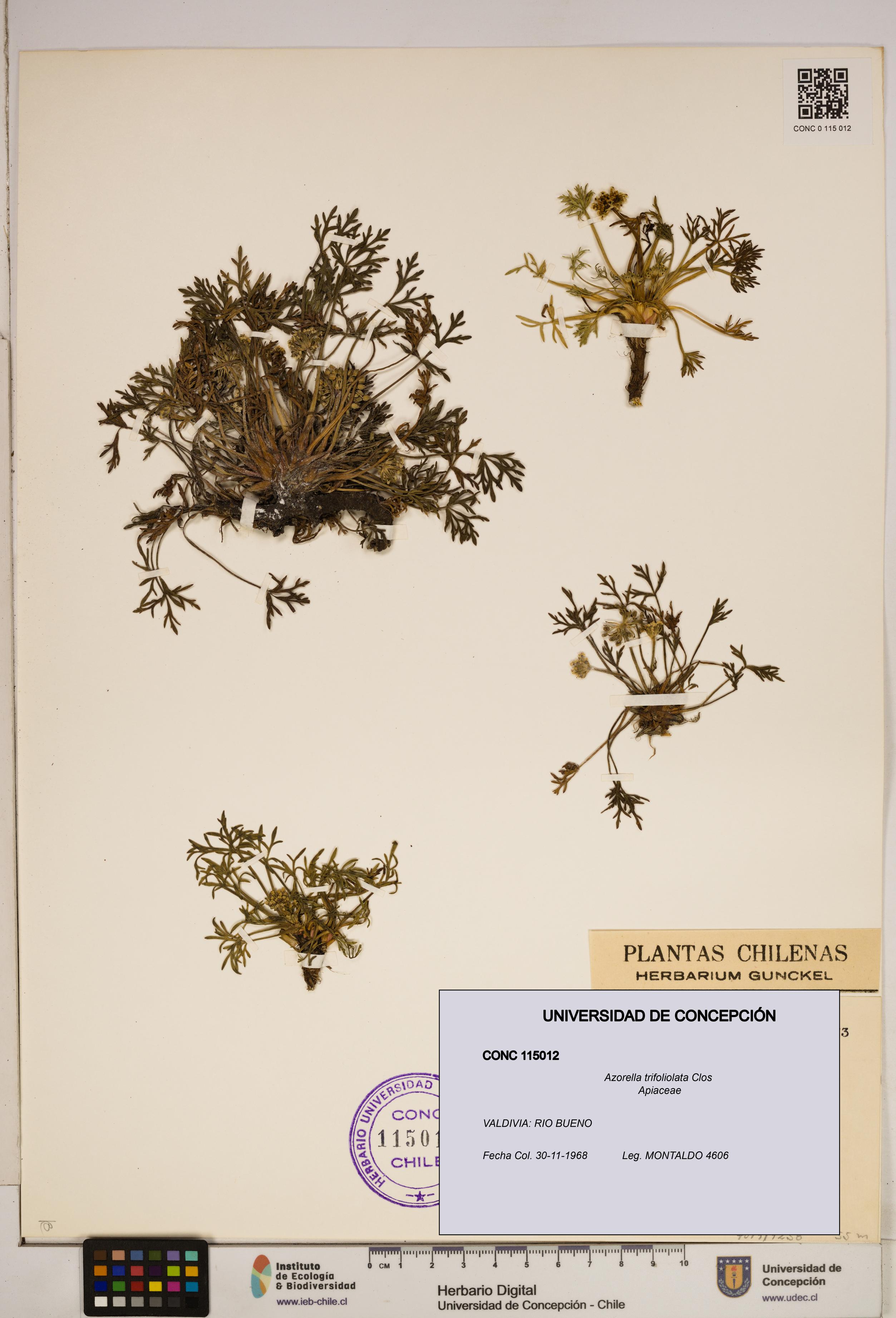Azorella trifoliolata [Espécimen: ]