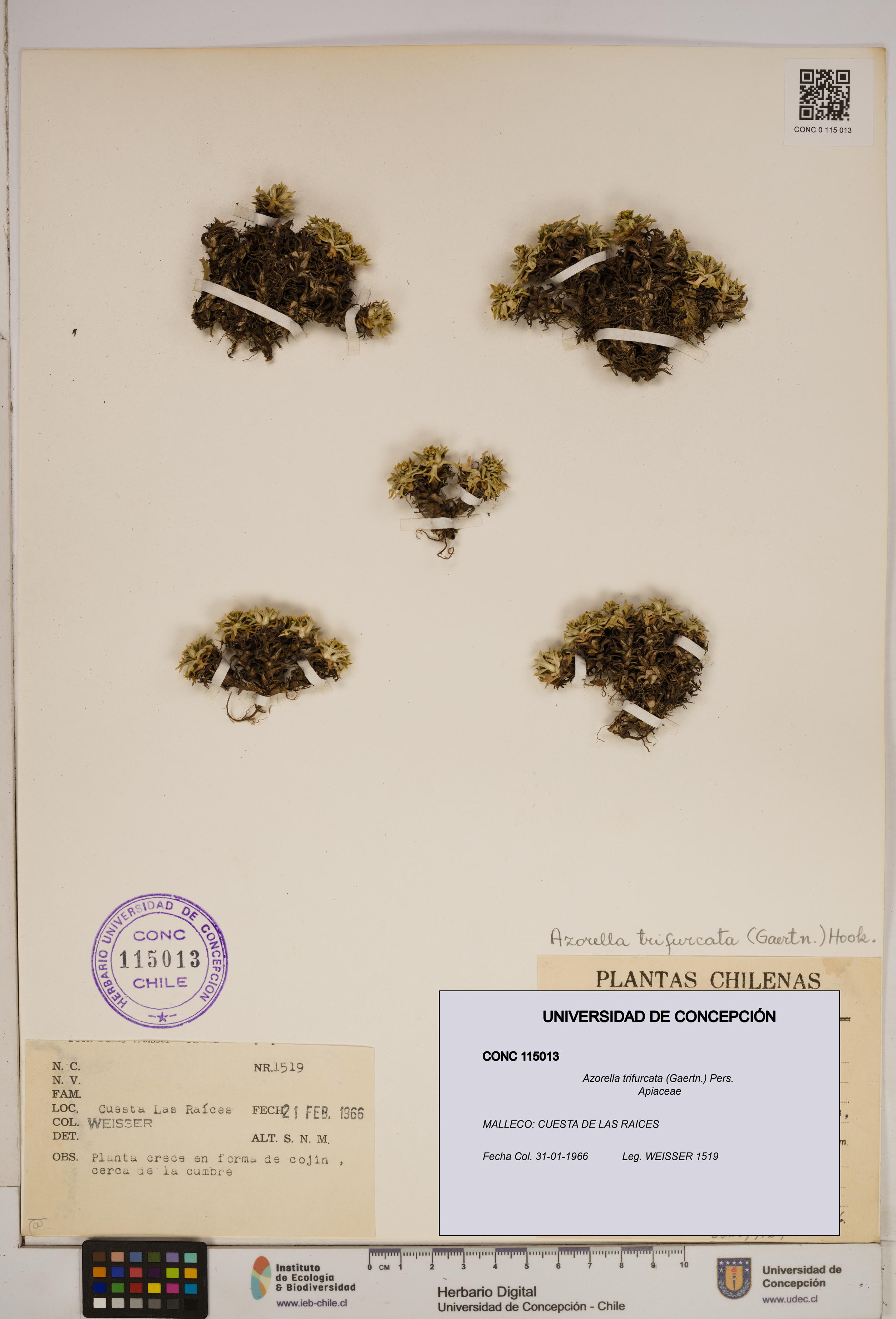 Azorella trifurcata [Espécimen: ]