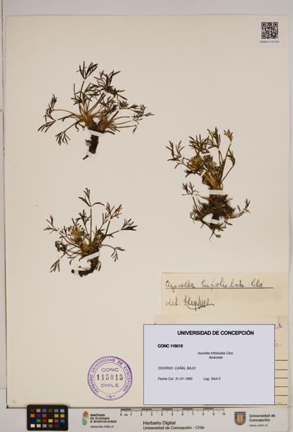 Azorella trifoliolata [Espécimen: ]