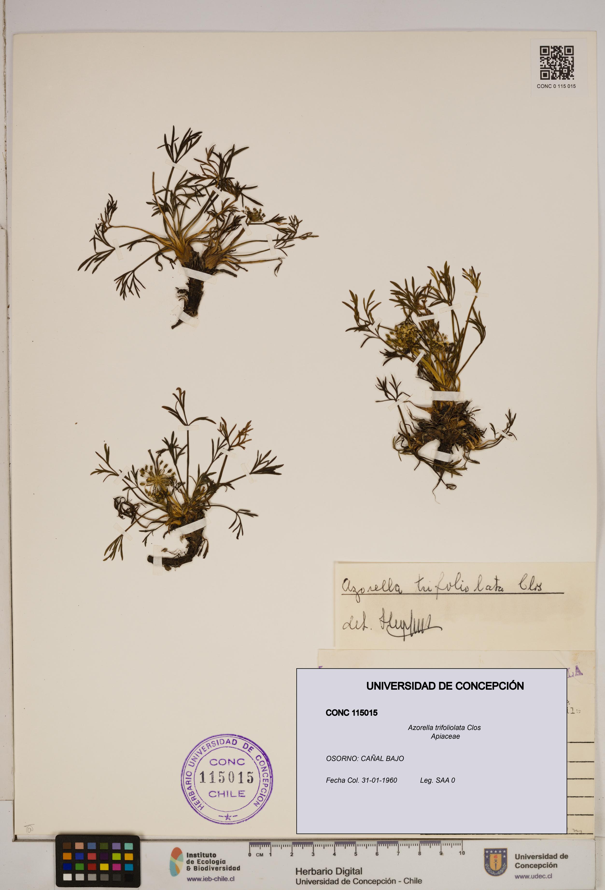 Azorella trifoliolata [Espécimen: ]