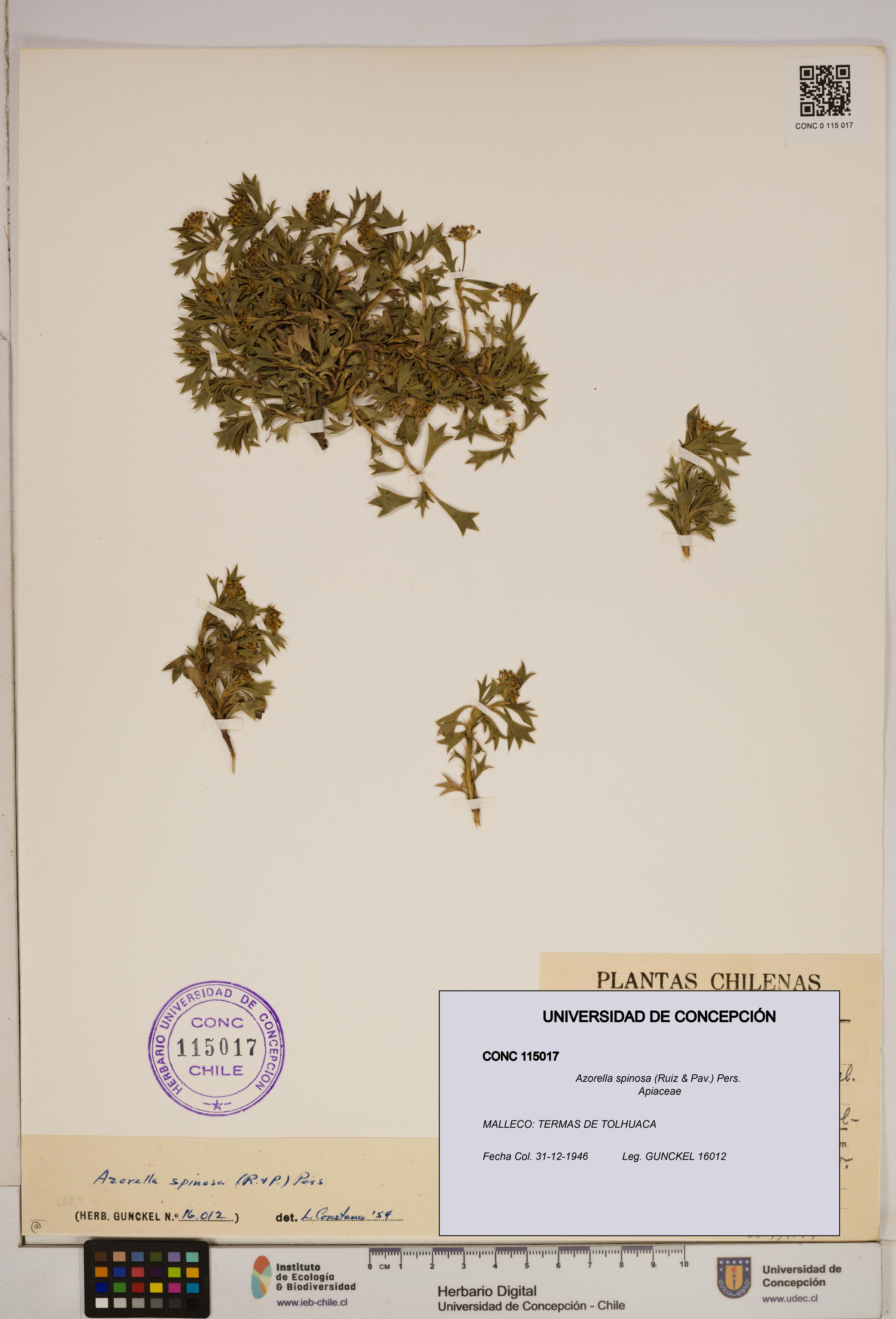 Azorella spinosa [Espécimen: ]