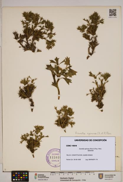 Azorella spinosa [Espécimen: ]