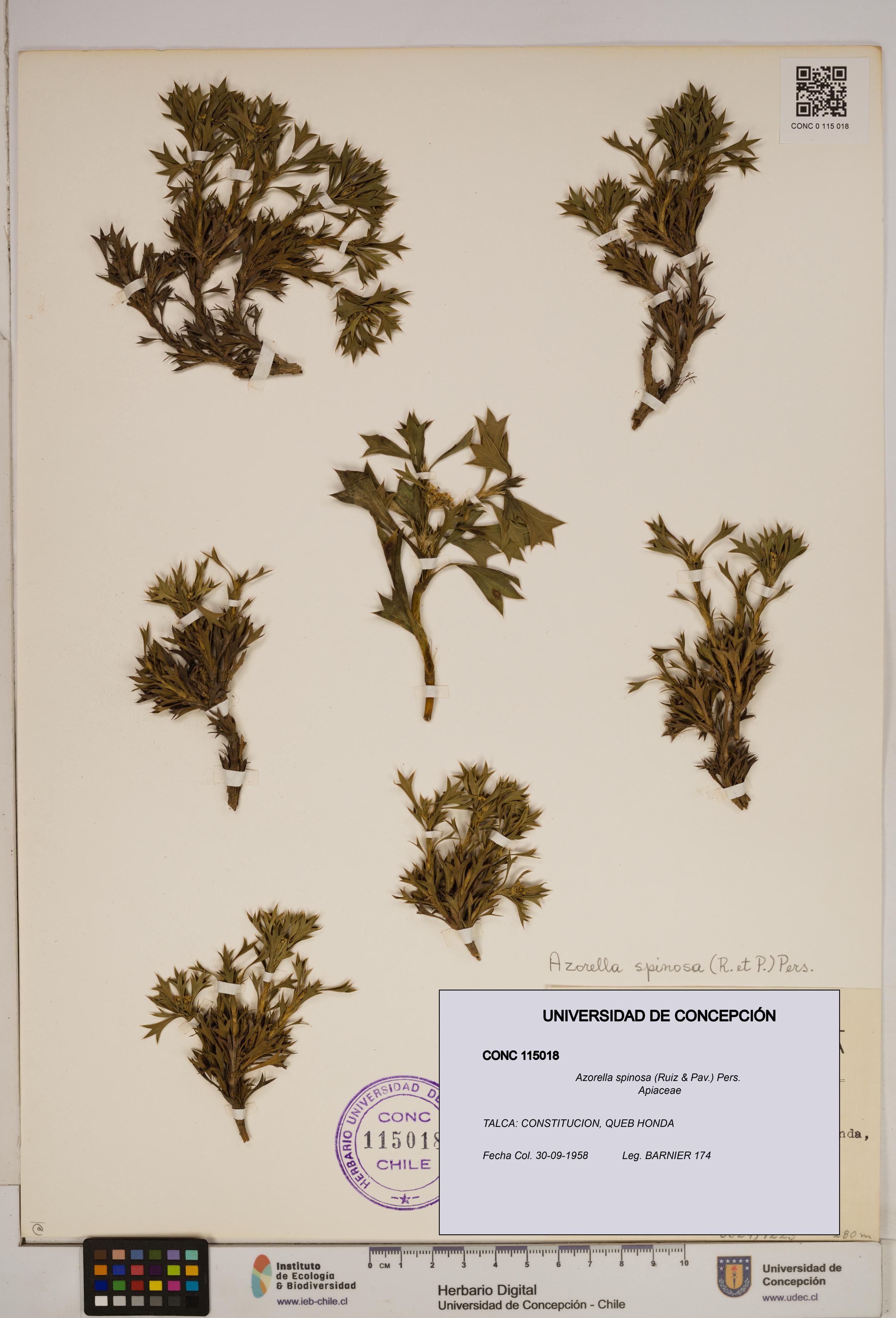 Azorella spinosa [Espécimen: ]