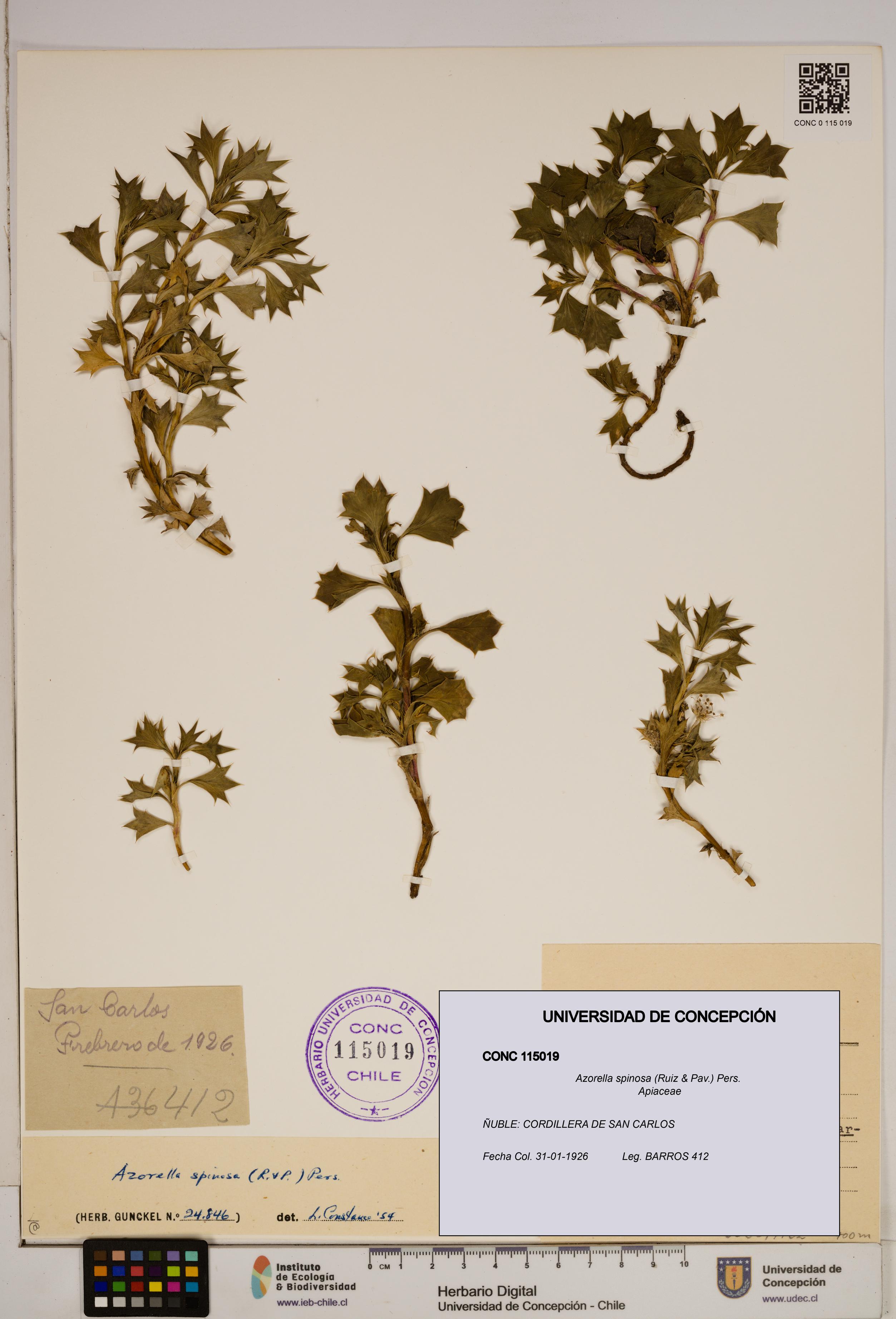 Azorella spinosa [Espécimen: ]