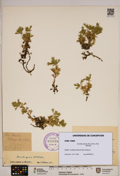 Azorella spinosa [Espécimen: ]