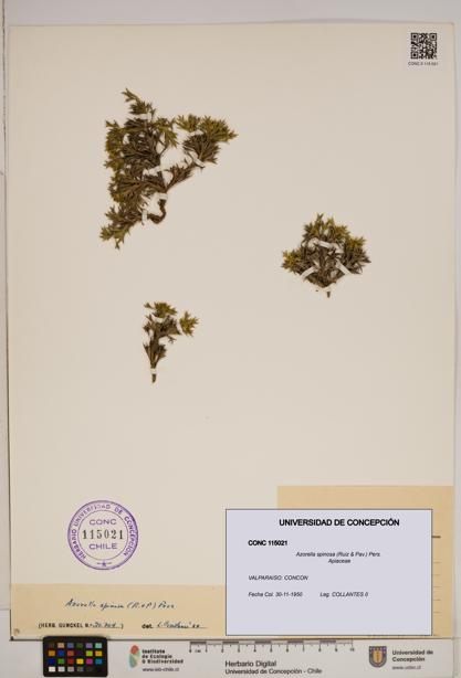 Azorella spinosa [Espécimen: ]