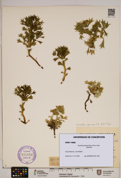 Azorella spinosa [Espécimen: ]