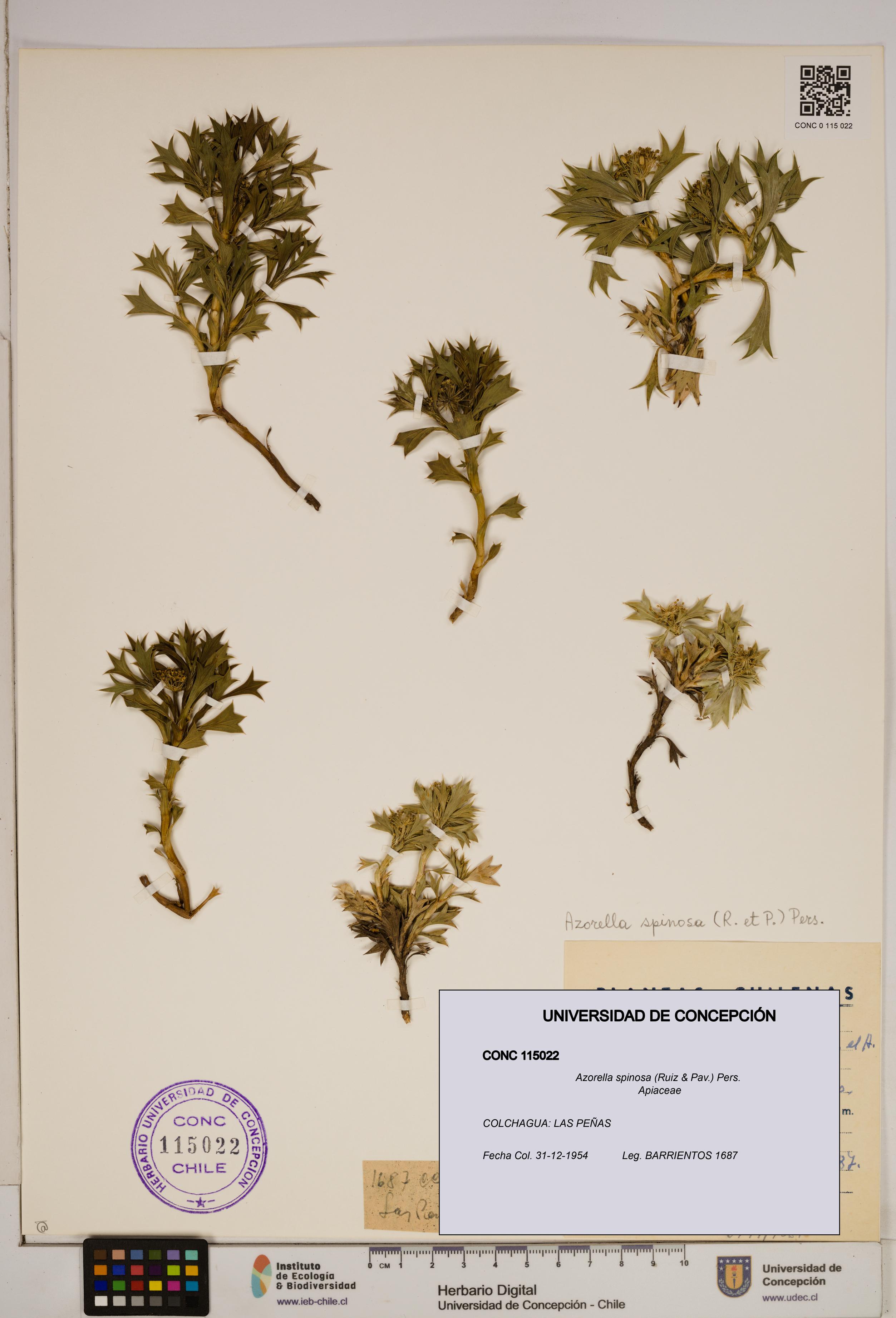 Azorella spinosa [Espécimen: ]