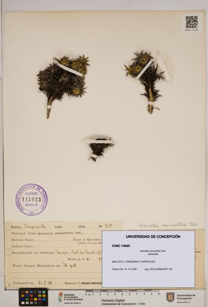 Azorella monantha [Espécimen: ]
