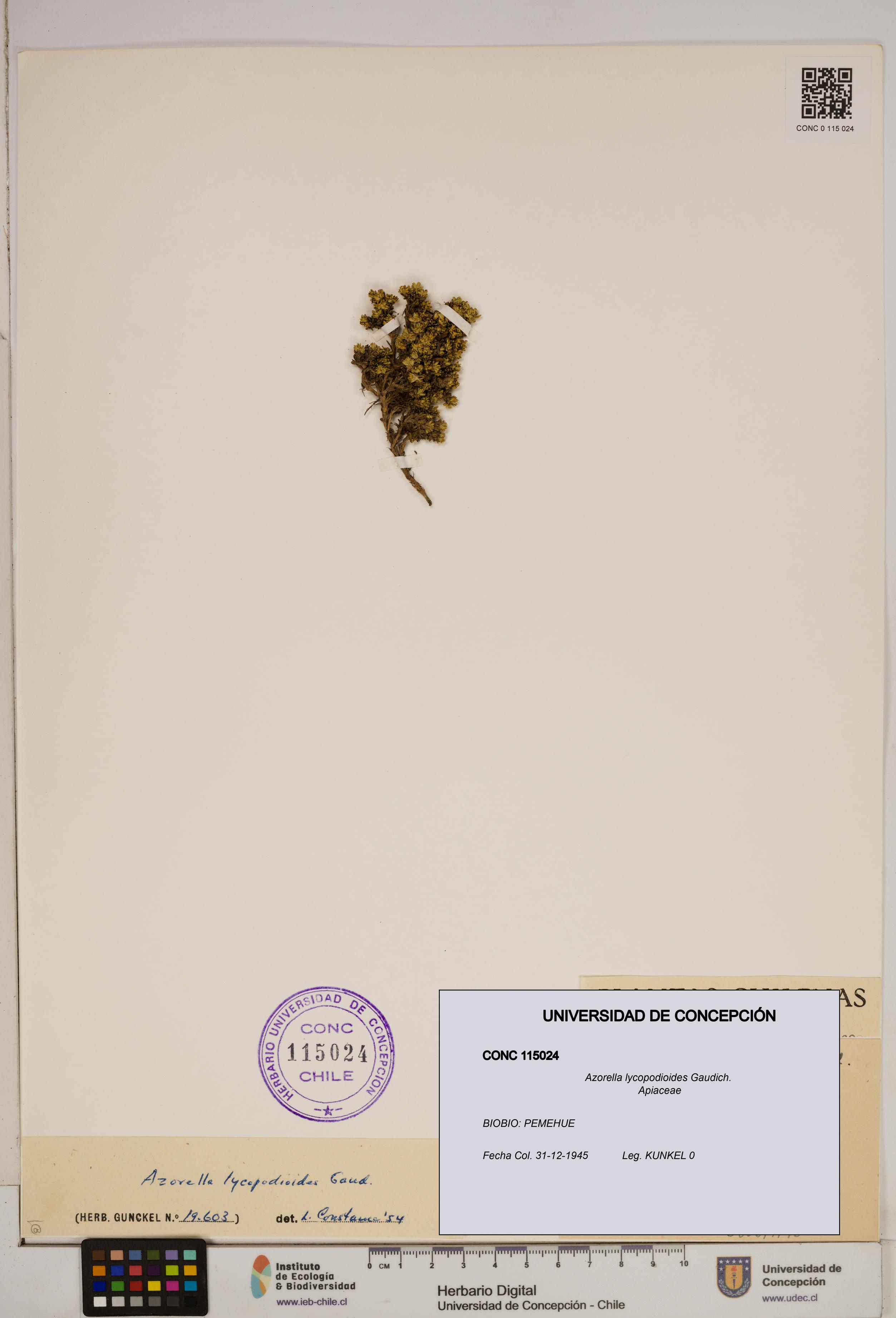 Azorella lycopodioides [Espécimen: ]