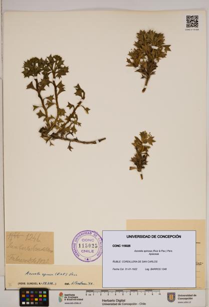 Azorella spinosa [Espécimen: ]
