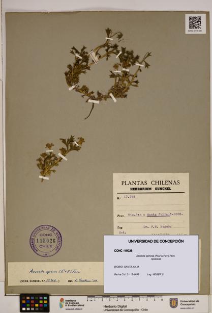 Azorella spinosa [Espécimen: ]