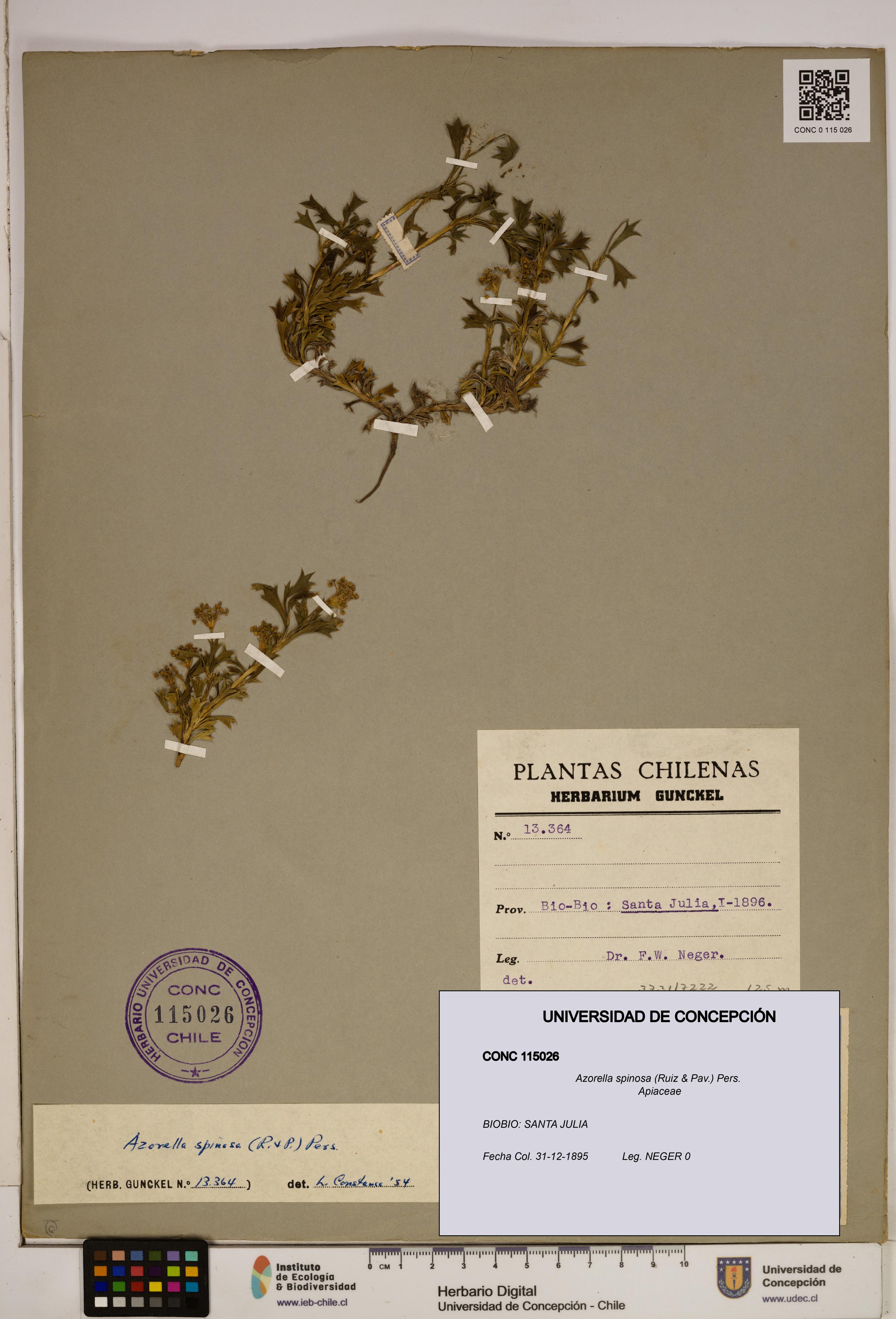 Azorella spinosa [Espécimen: ]