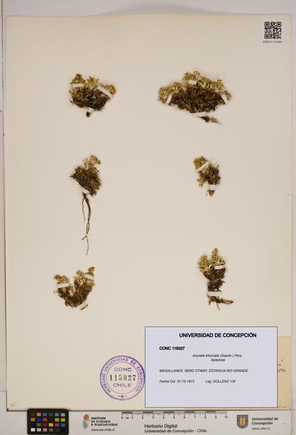 Azorella trifurcata [Espécimen: ]
