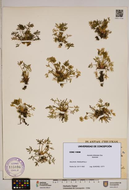 Azorella trifoliolata [Espécimen: ]