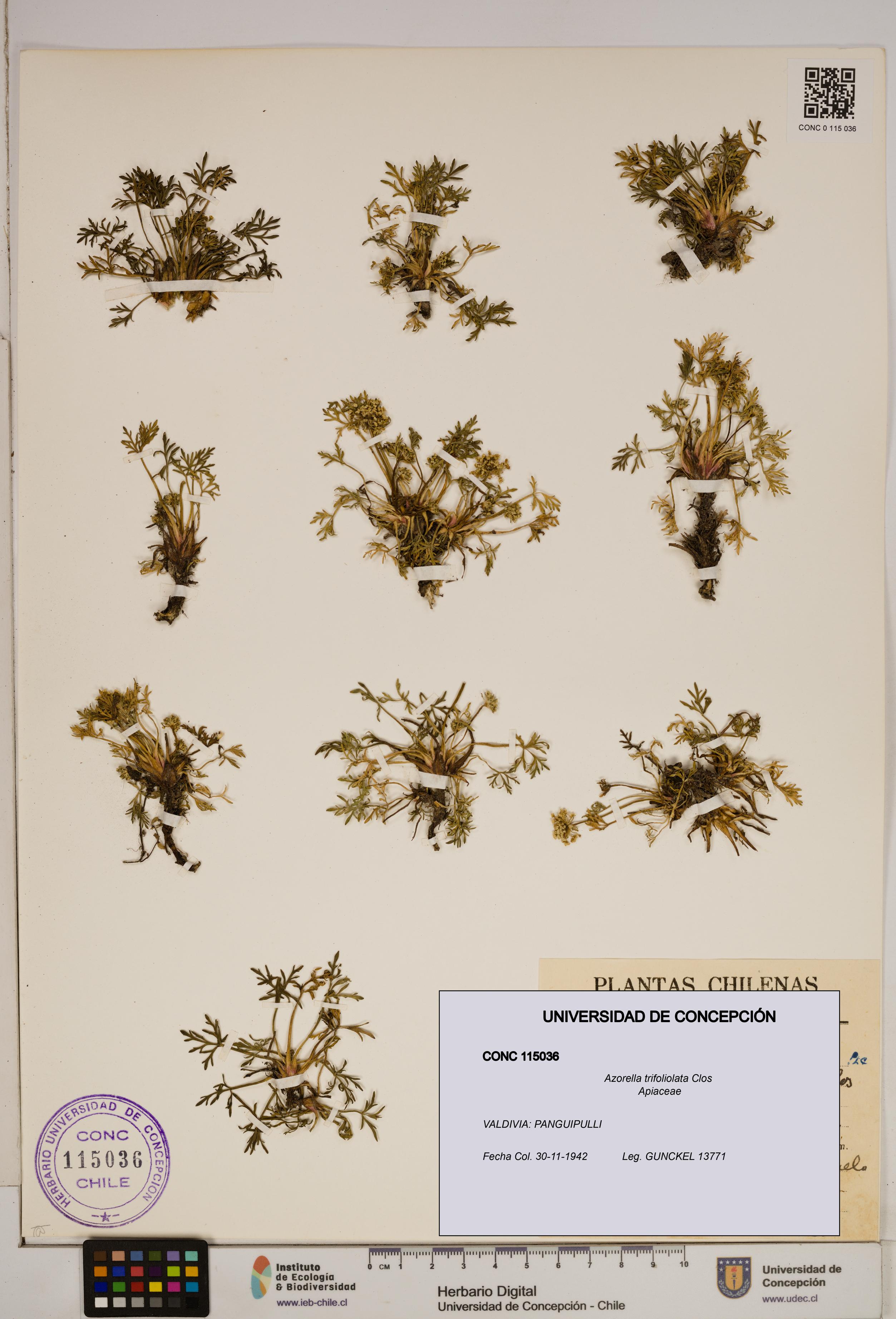 Azorella trifoliolata [Espécimen: ]