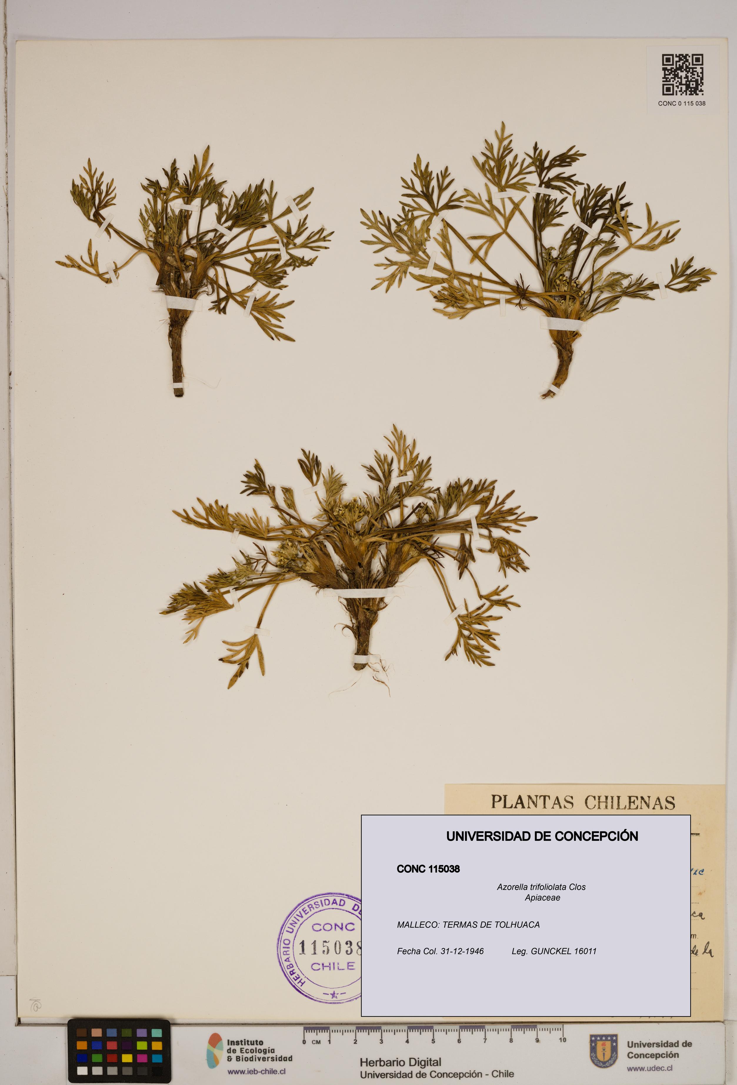 Azorella trifoliolata [Espécimen: ]