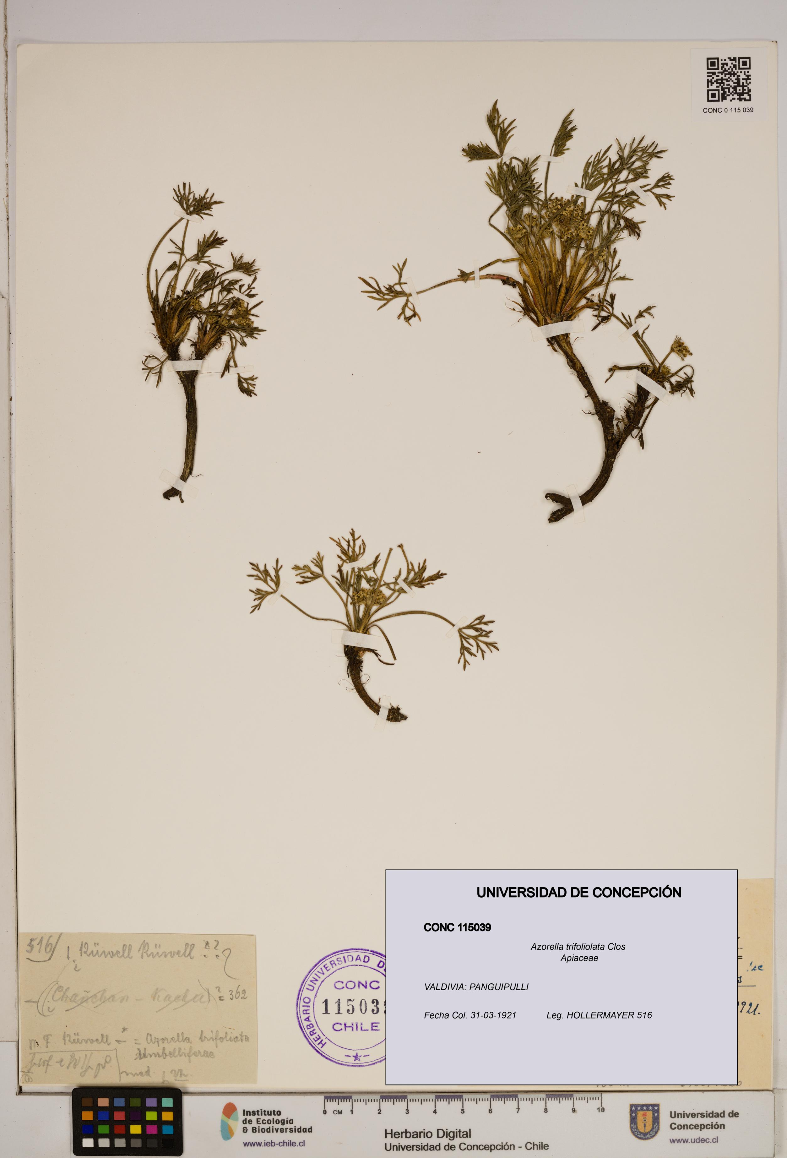Azorella trifoliolata [Espécimen: ]