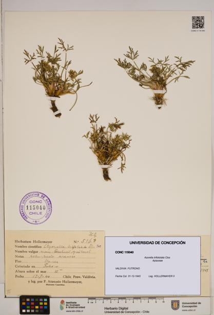 Azorella trifoliolata [Espécimen: ]