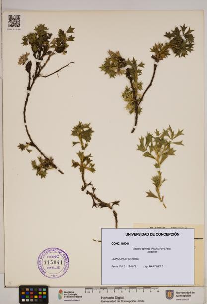 Azorella spinosa [Espécimen: ]