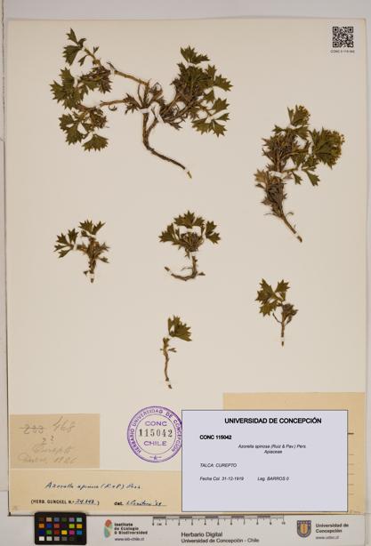 Azorella spinosa [Espécimen: ]