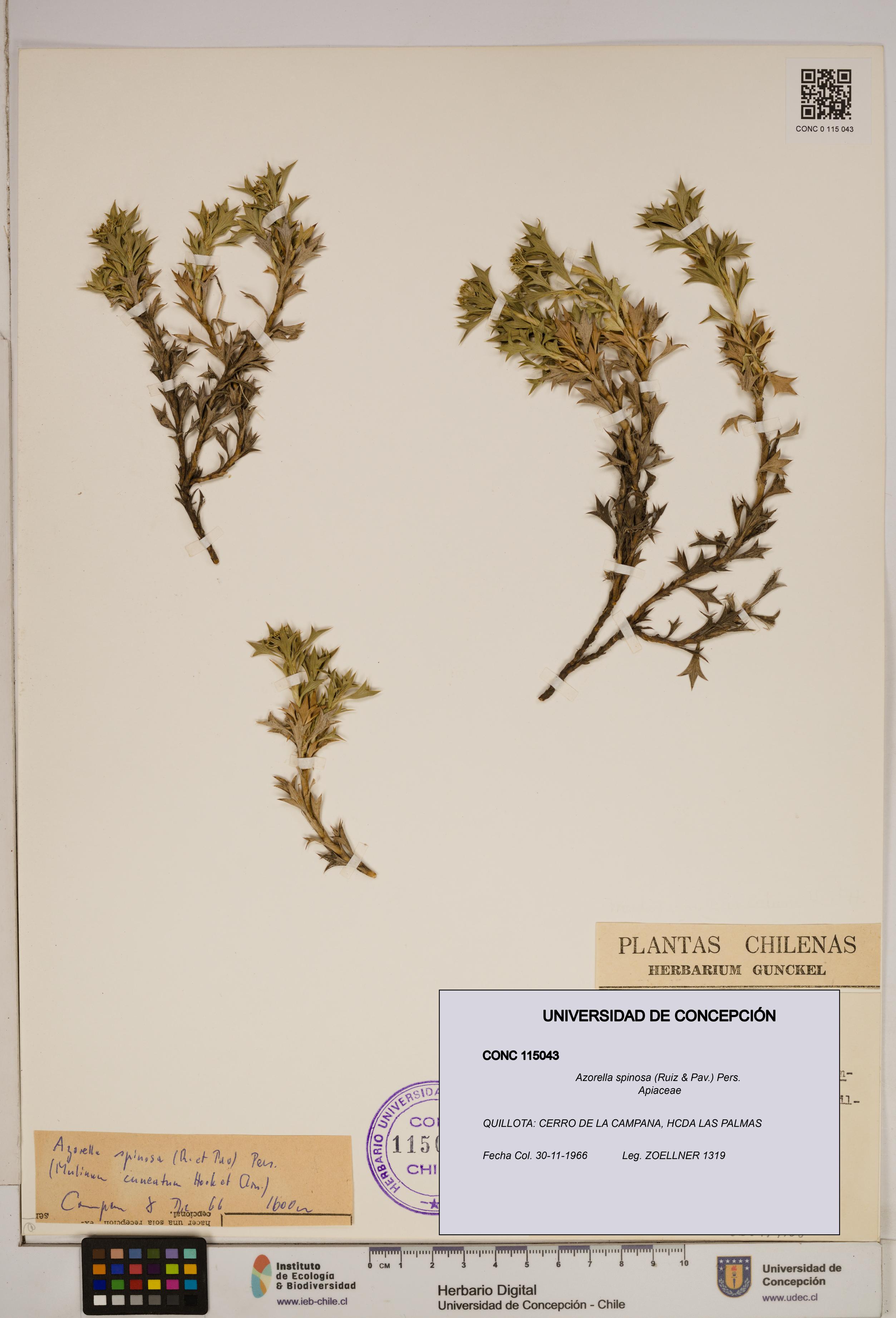 Azorella spinosa [Espécimen: ]