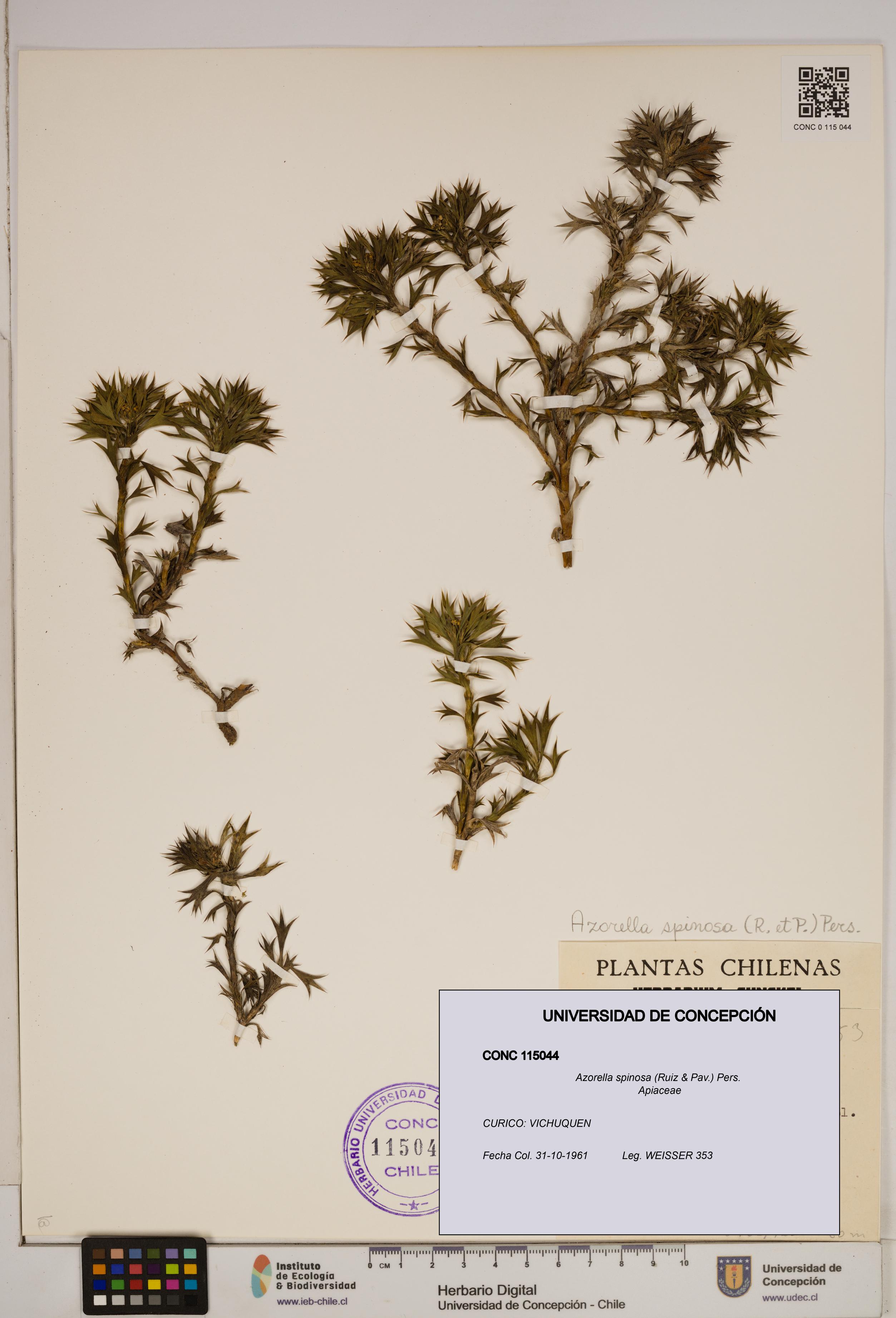 Azorella spinosa [Espécimen: ]
