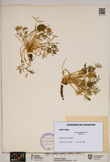 Azorella trifoliolata [Espécimen: ]