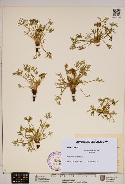 Azorella trifoliolata [Espécimen: ]