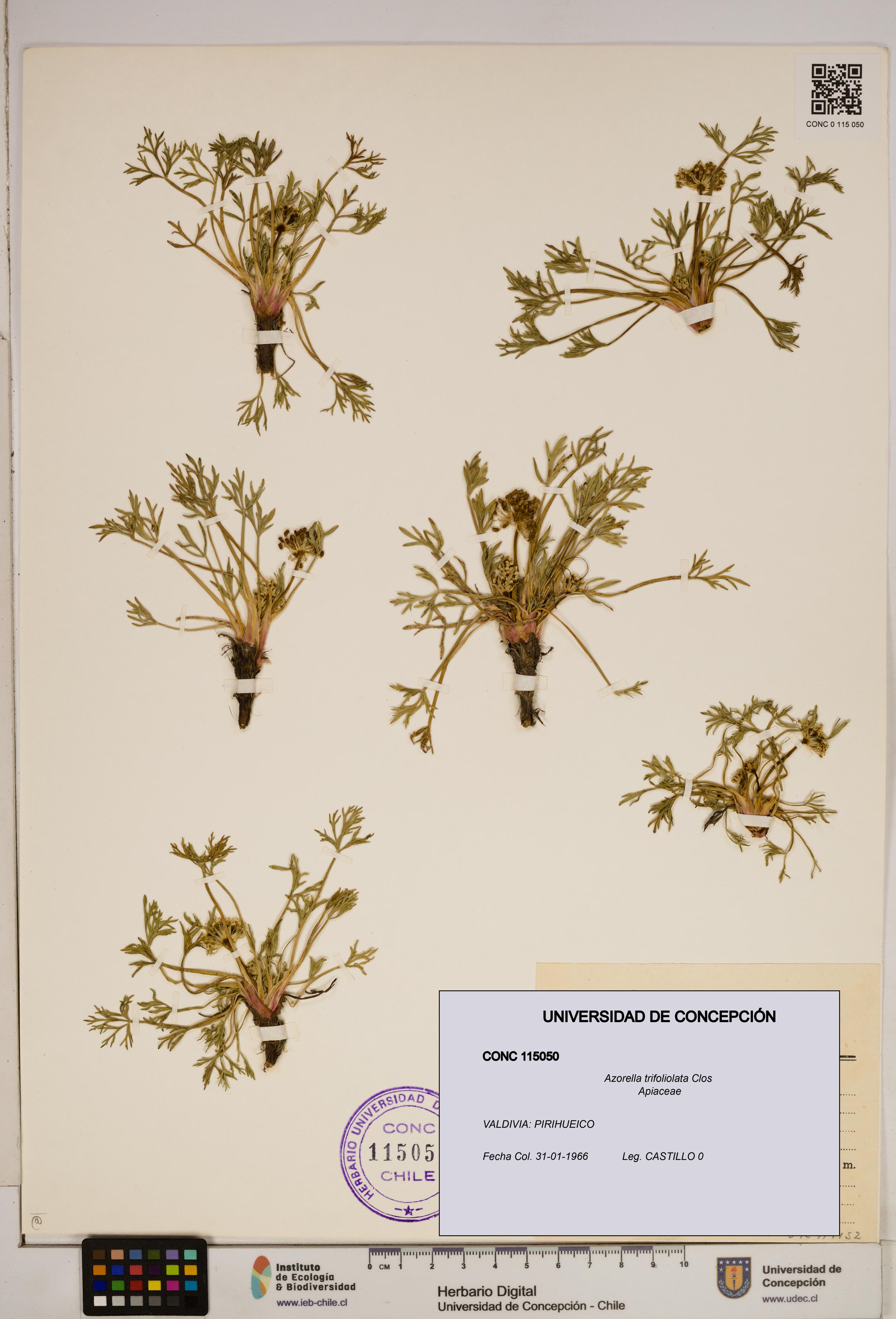 Azorella trifoliolata [Espécimen: ]