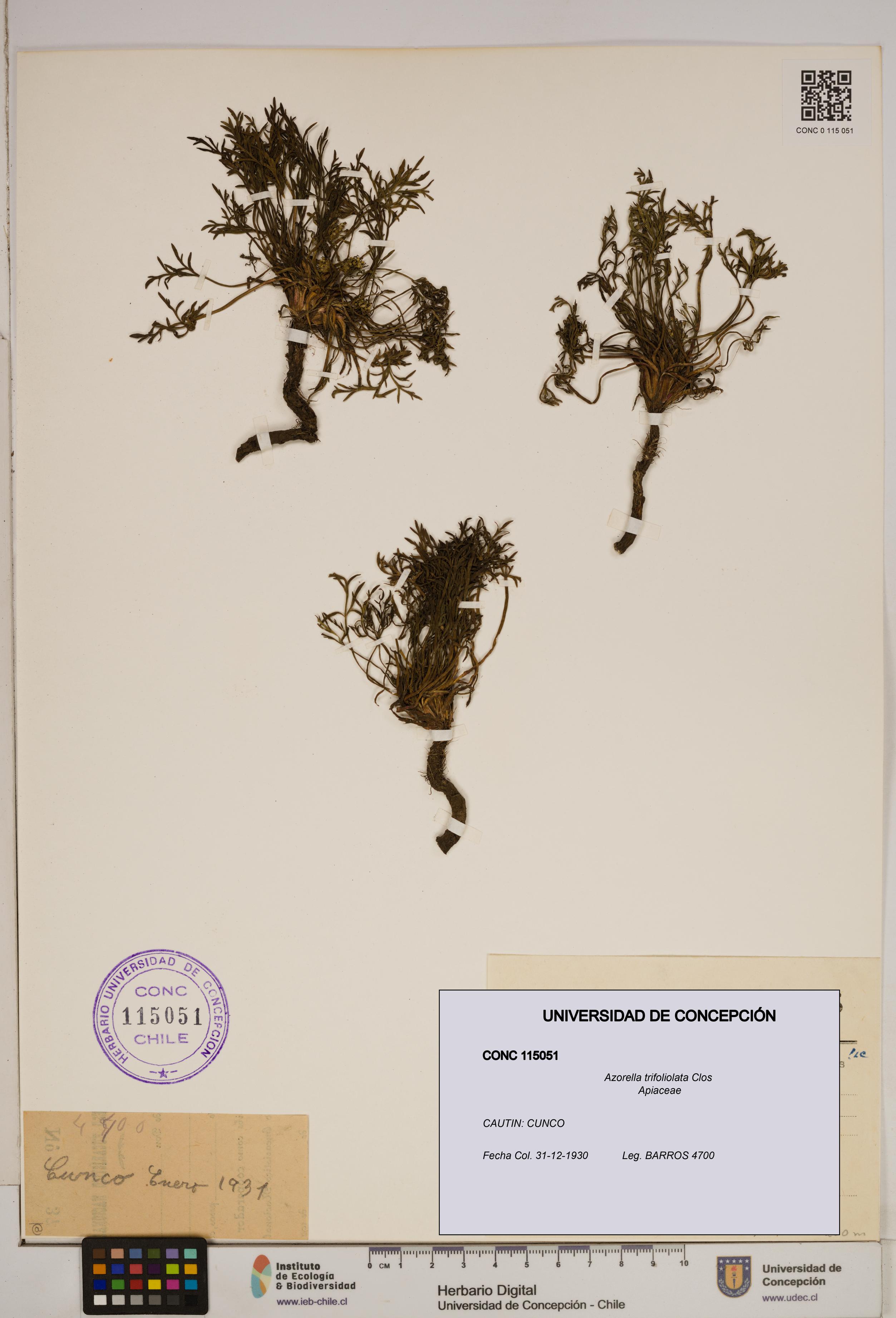 Azorella trifoliolata [Espécimen: ]