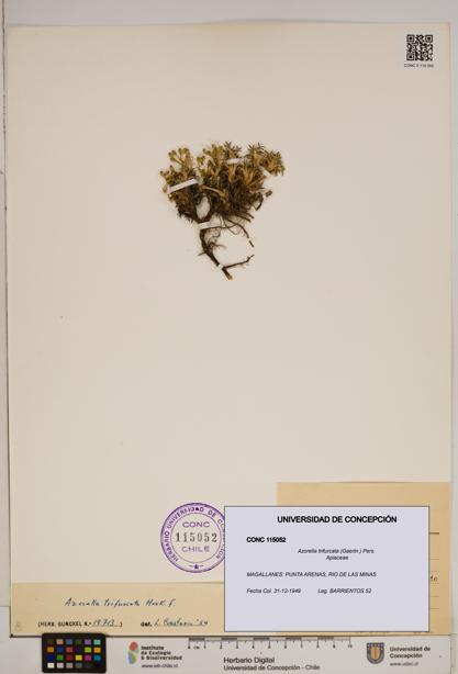Azorella trifurcata [Espécimen: ]