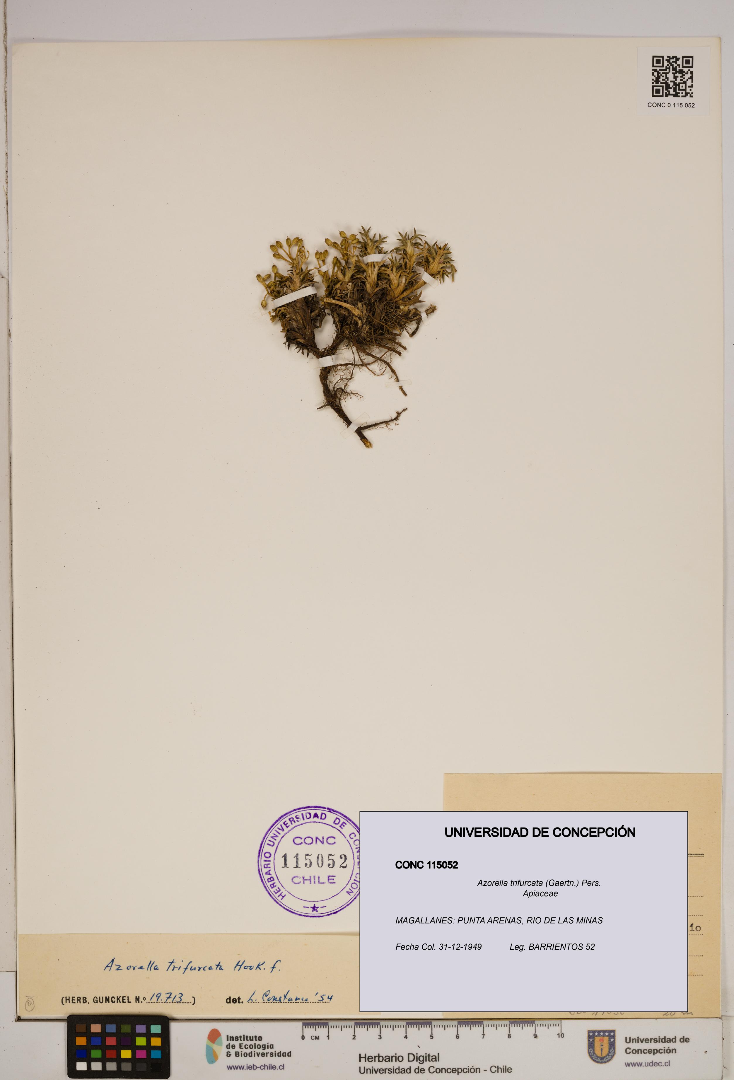 Azorella trifurcata [Espécimen: ]