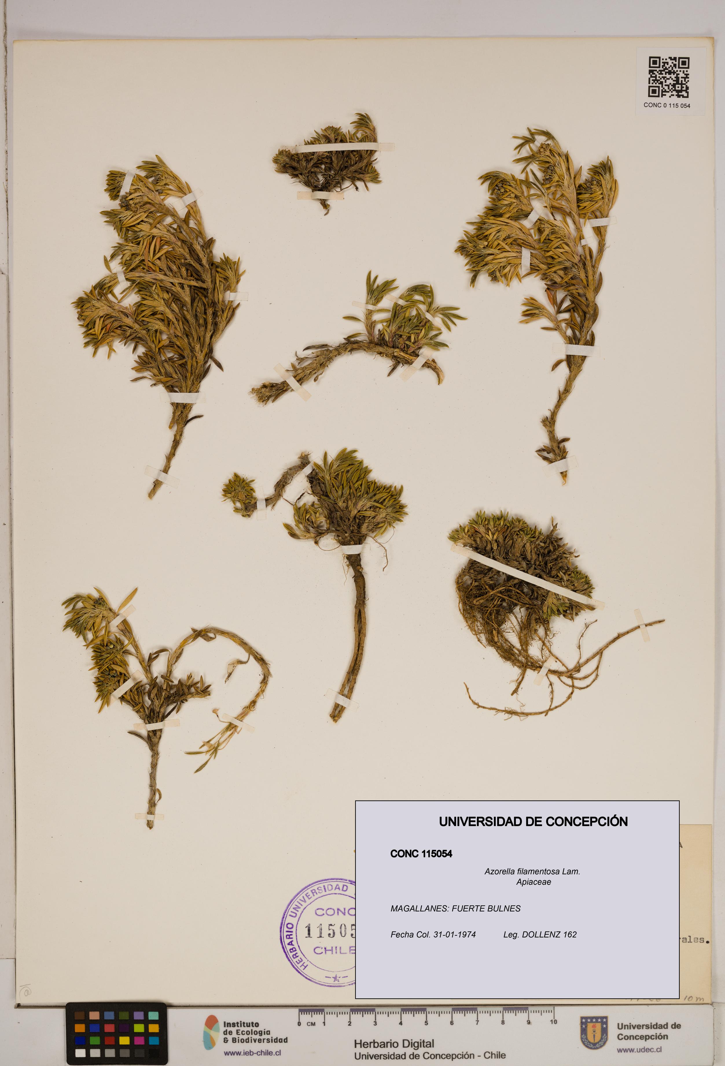Azorella filamentosa [Espécimen: ]