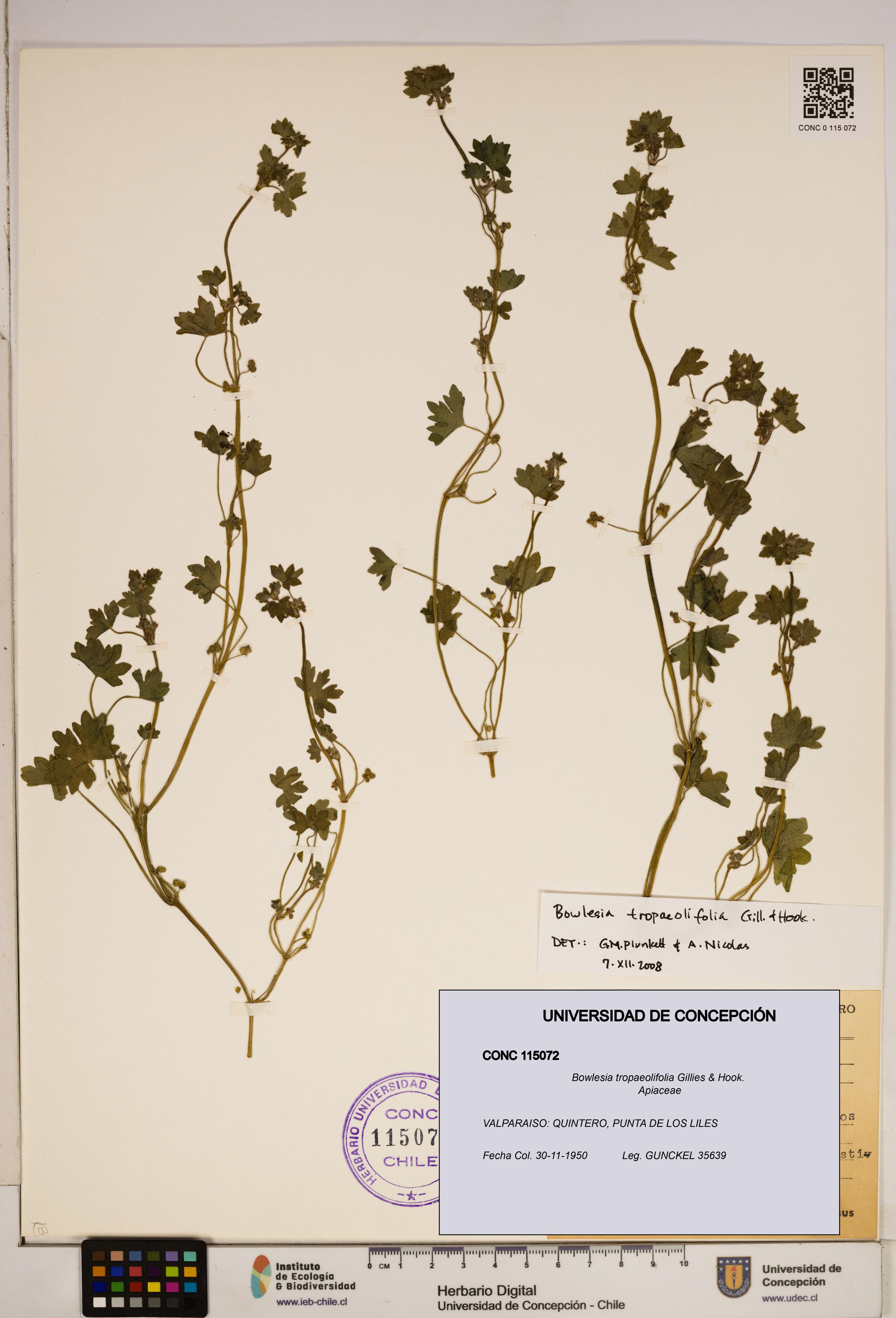 Bowlesia tropaeolifolia [Espécimen: ]