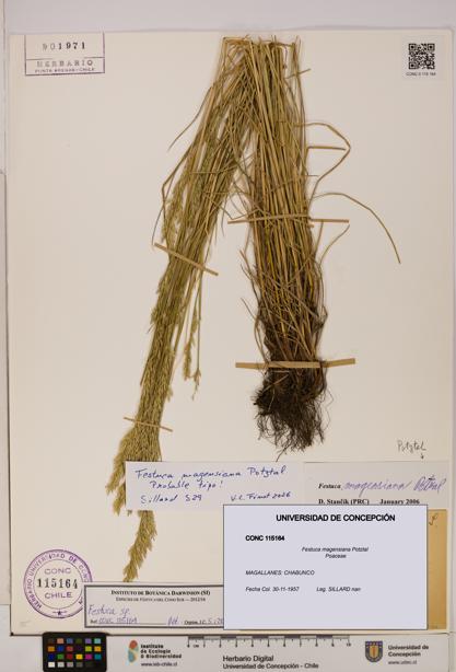 Festuca magensiana [Espécimen: UDEC:CONC:0115164]