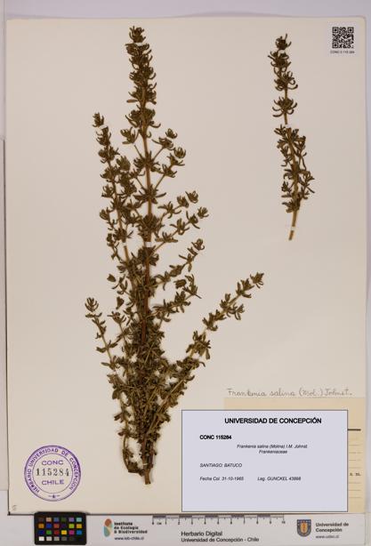 Frankenia salina [Espécimen: UDEC:CONC:0115284]