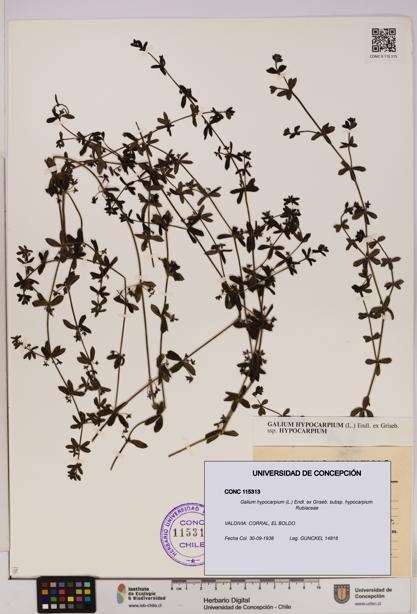 Galium hypocarpium subsp. hypocarpium [Espécimen: UDEC:CONC:0115313]