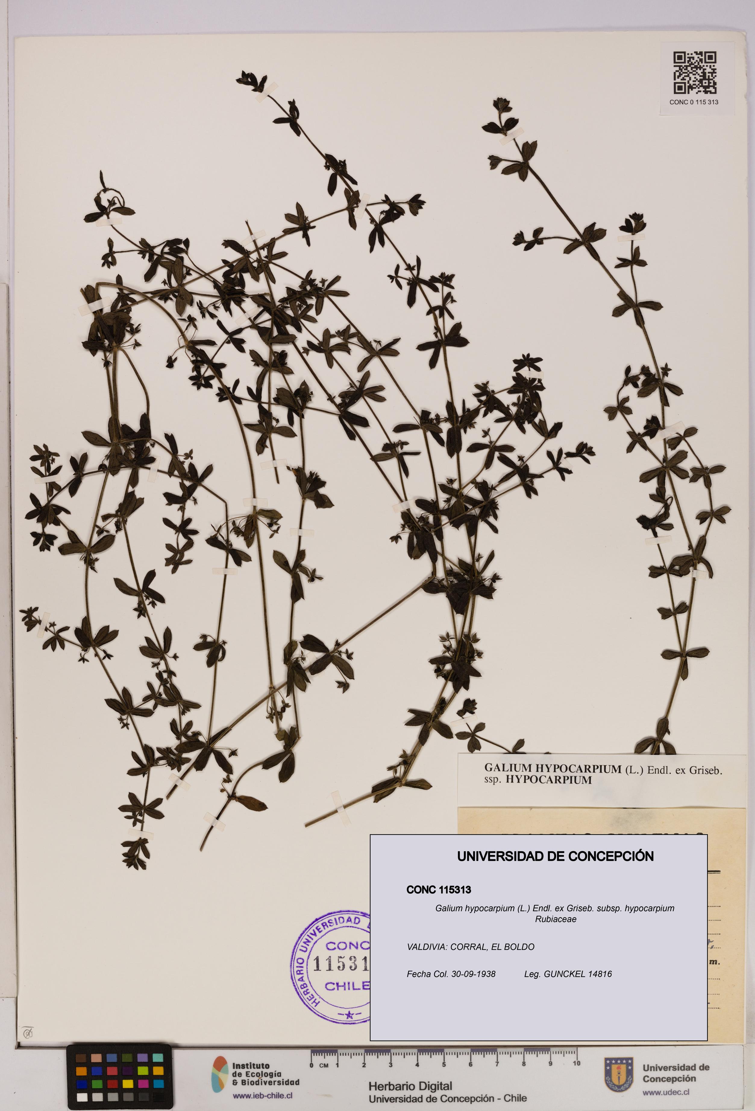 Galium hypocarpium subsp. hypocarpium [Espécimen: UDEC:CONC:0115313]