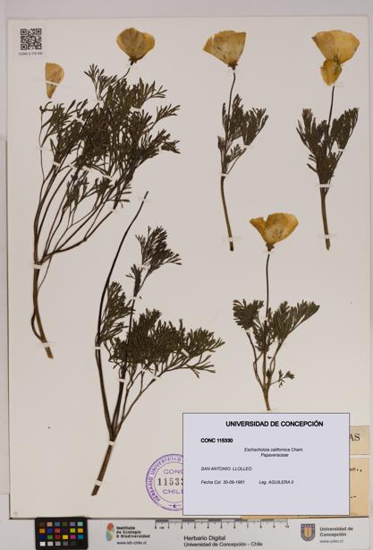 Eschscholzia californica [Espécimen: UDEC:CONC:0115330]
