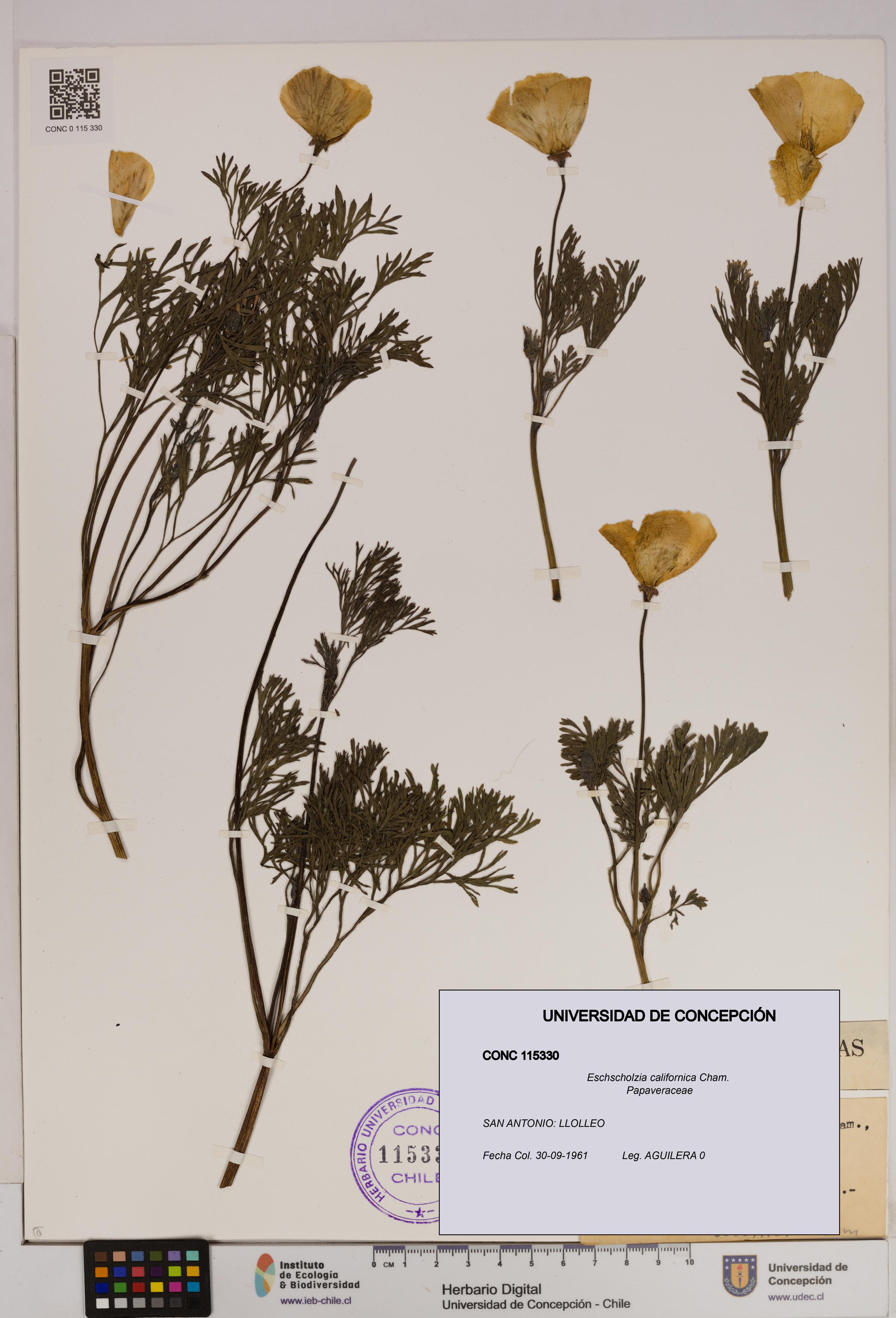 Eschscholzia californica [Espécimen: UDEC:CONC:0115330]