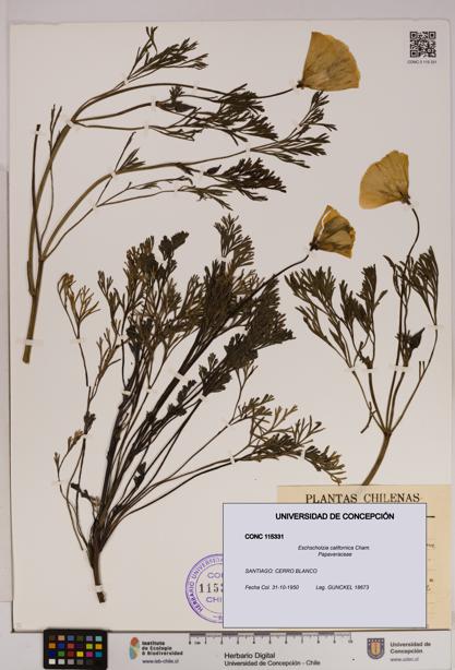 Eschscholzia californica [Espécimen: UDEC:CONC:0115331]